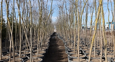 KOCASİNAN'DAN KAYSERİ’YE YENİ AĞAÇLI BİR GELECEK!